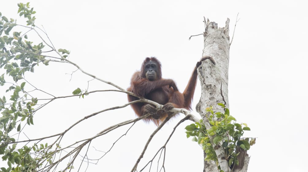 Durch die Vernichtung von Regenwäldern verlieren auch Orang-Utans ihren Lebensraum Orang-Utan in Baum