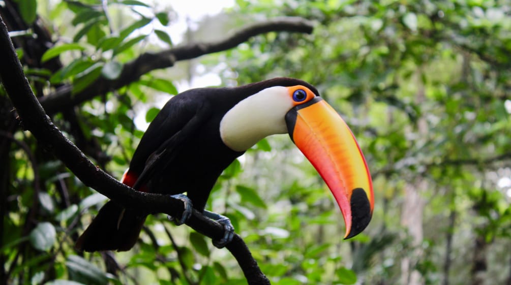 Tucan