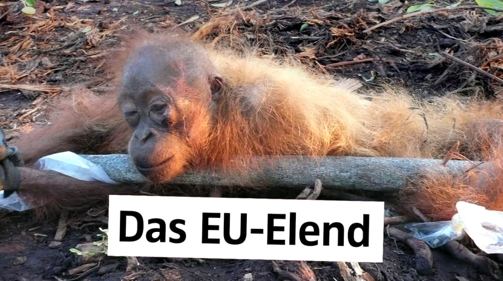 Gefesselt und halbtot Orang-Utan