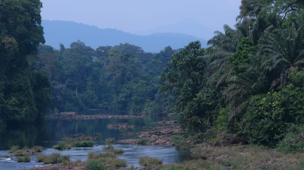 Regenwald in Kamerun