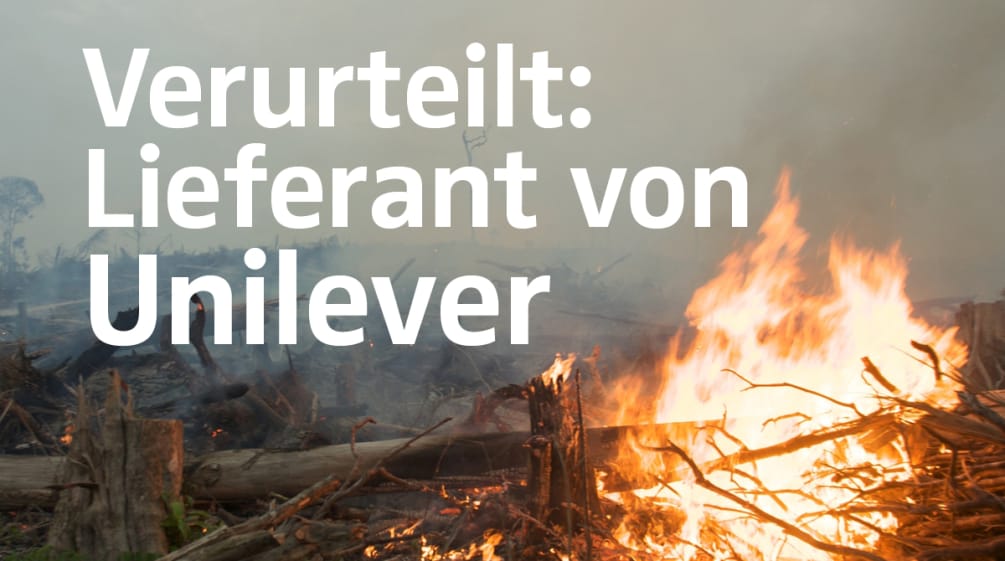 Feuer und Rodung für Palmöl