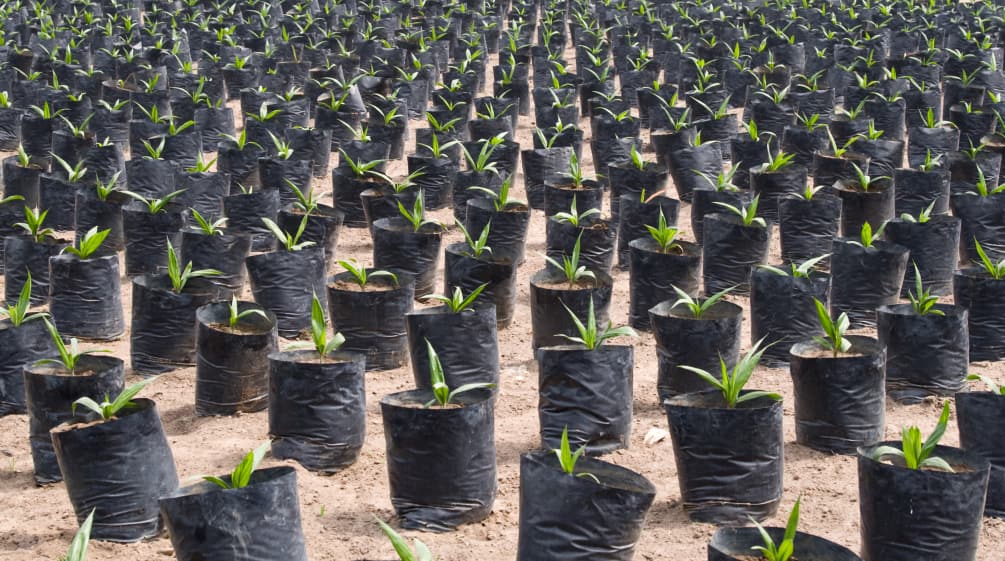 Palmöl ist schädlich für die Umwelt und die Menschen Palmölplantage