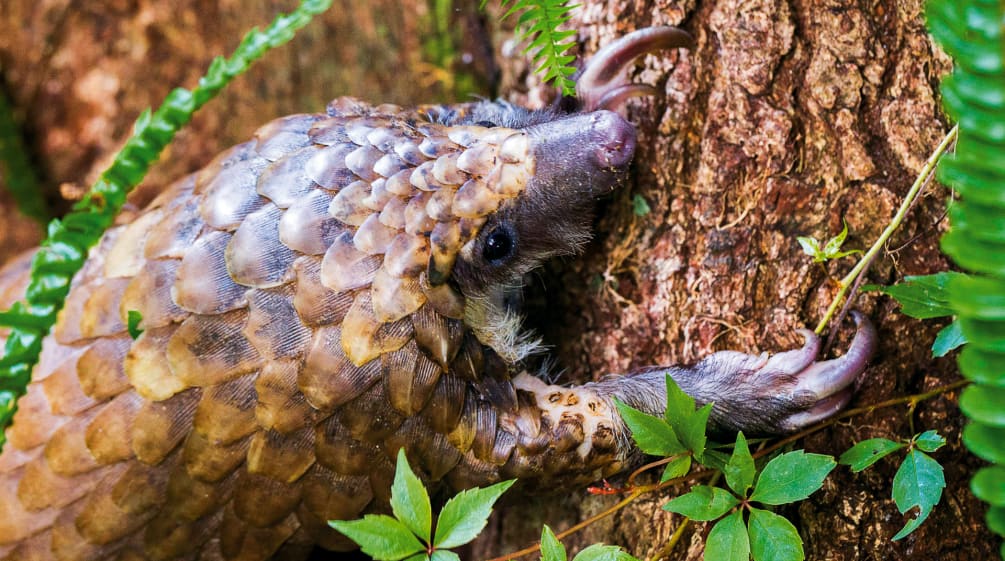 Das Pangolin ist das am meisten geschmuggelte Säugetier der Welt Pangolin