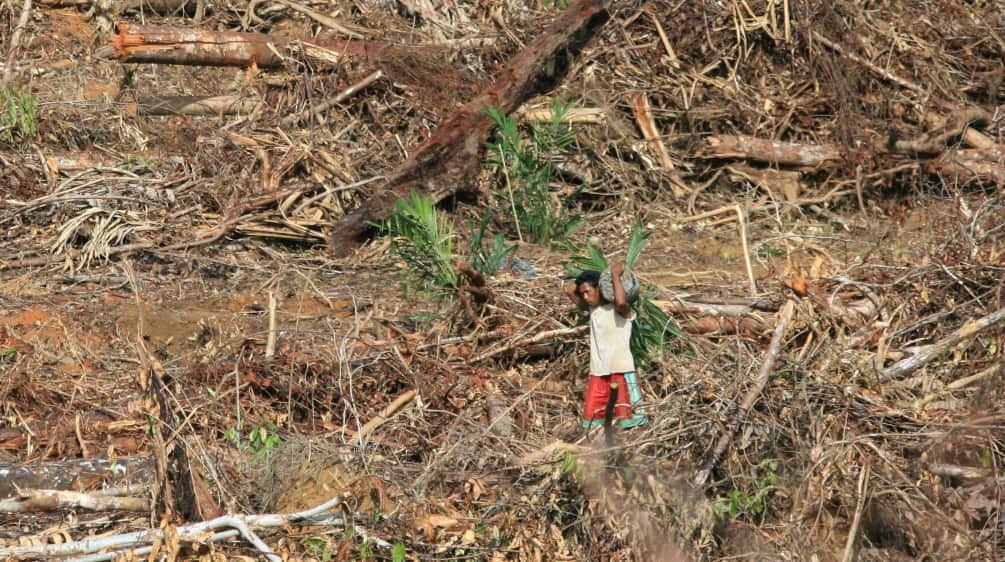 Ölpalmplantage auf Papua