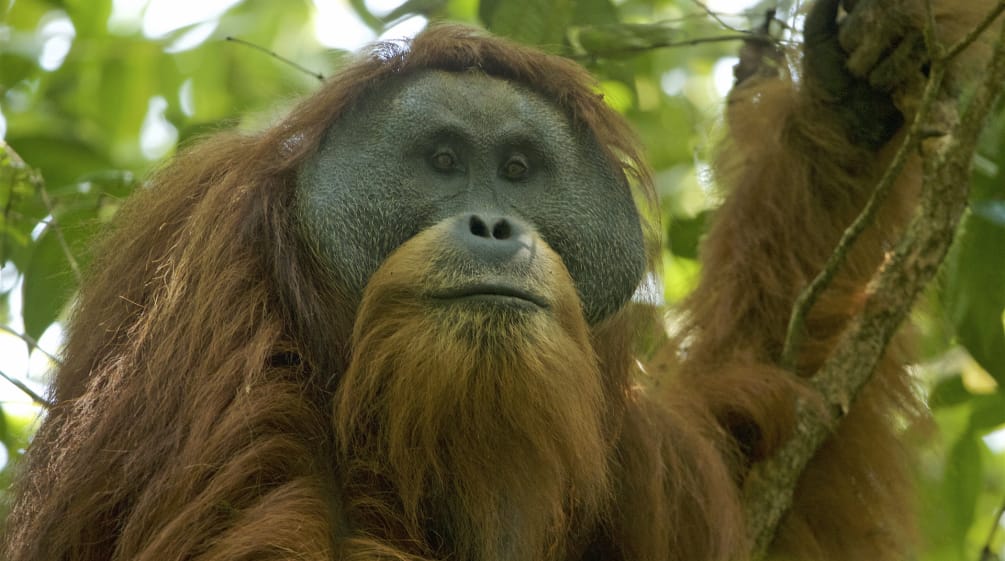Einer von nur 800 - ein Tapanuli-Orang-Utan im Wald von Batang Toru Pongo tapaluniensis