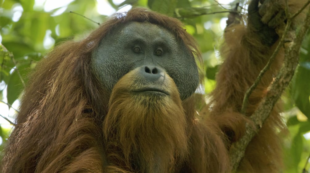 Pongo tapaluniensis