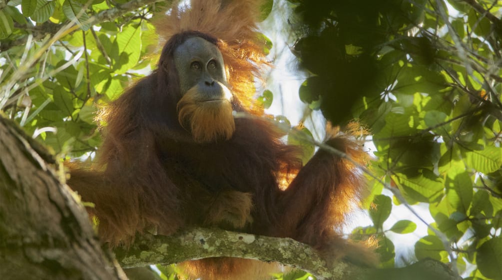 Richter in Medan fällen den Hammer über das Schicksal des Tapanuli-Orang-Utans Pongo Tapanuliensis