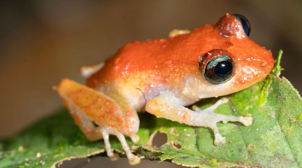 Ein Frosch sitzt auf einem Blatt