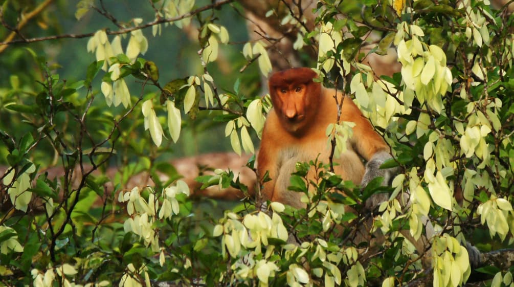 Nasenaffe im Baum