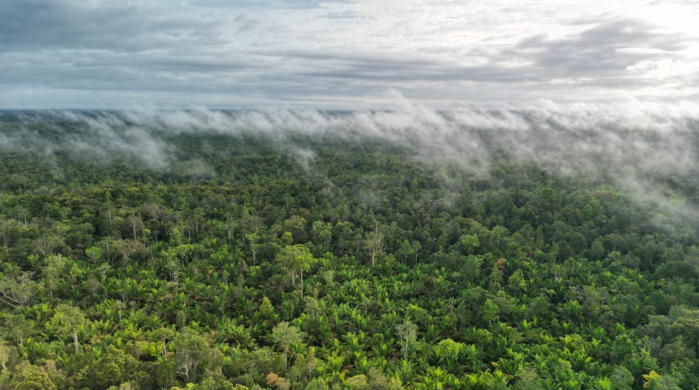 Wolken und Nebel über Urwald