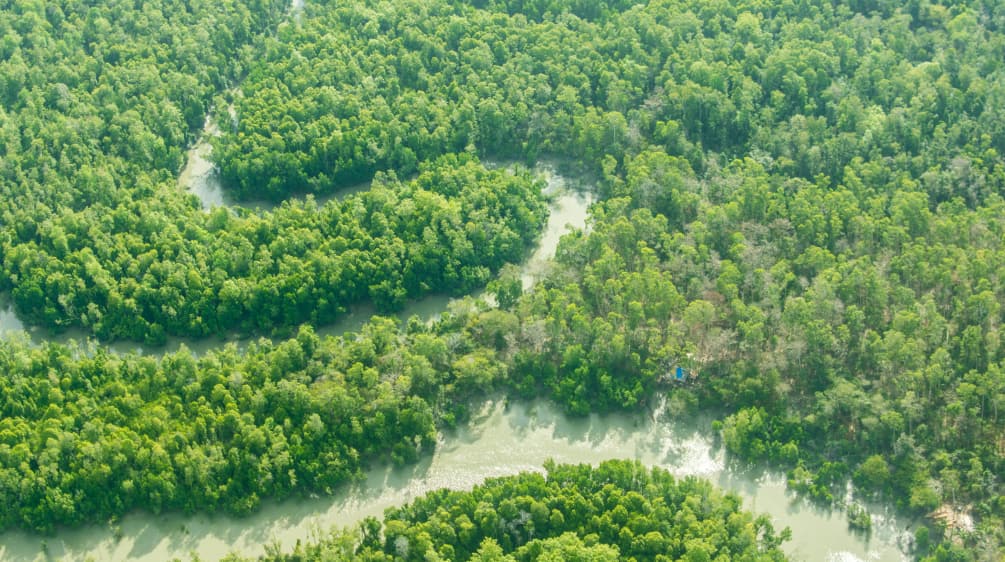 Ein Fluss schlängelt sich durch den Regenwald.