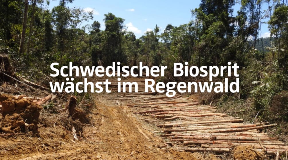 Rodung für Palmöl-Plantage in Sarawak + Text "Schwedischer Biosprit wächst im Regenwald"