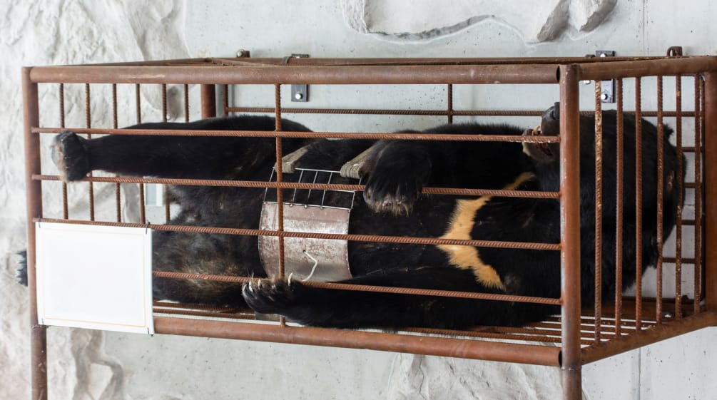 Tierquälerei: Einem Bär wird Gallenflüssigkeit entnommen Einem Bär wird Gallenflüssigkeit entnommen