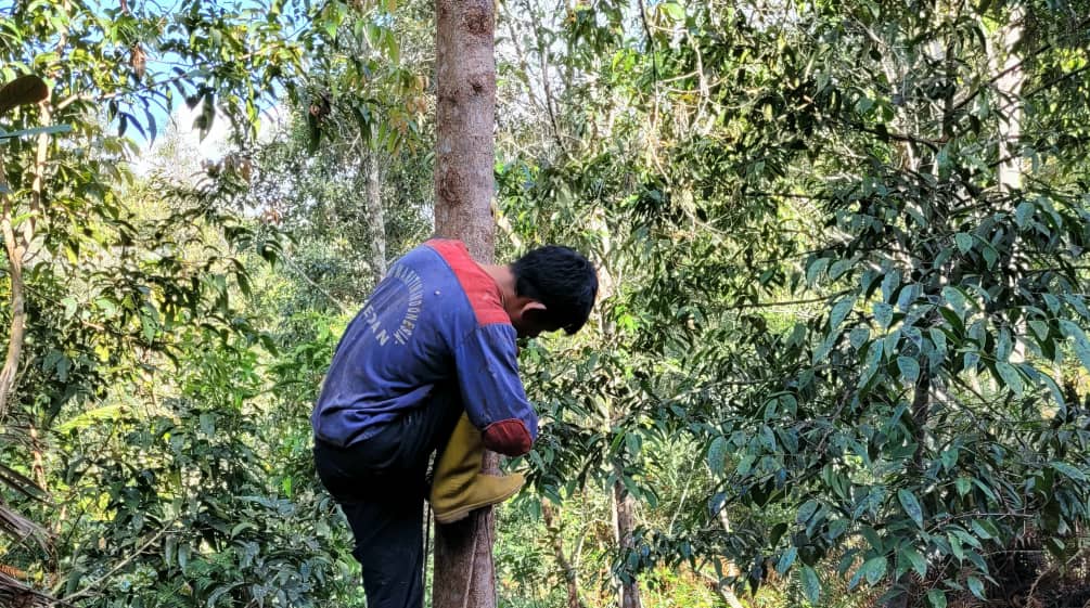 Megaplantagen schlucken Wald - Agrarindustrien schlucken Kleinbauern und Indigene Benzoinbaum auf Nord-Sumatra (Styrax benzoin)