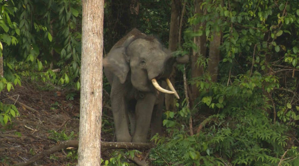 Im Wald von Sepintun leben acht Sumatra-Elefanten Waldelefant auf Sumatra