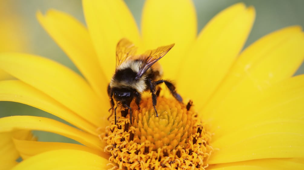 Eine Hummel bestäubt eine Blüte.