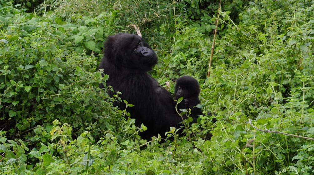Auch die Gorillas im Virunga Nationalpark sind bedroht Gorilla mit Baby im Virunga Park