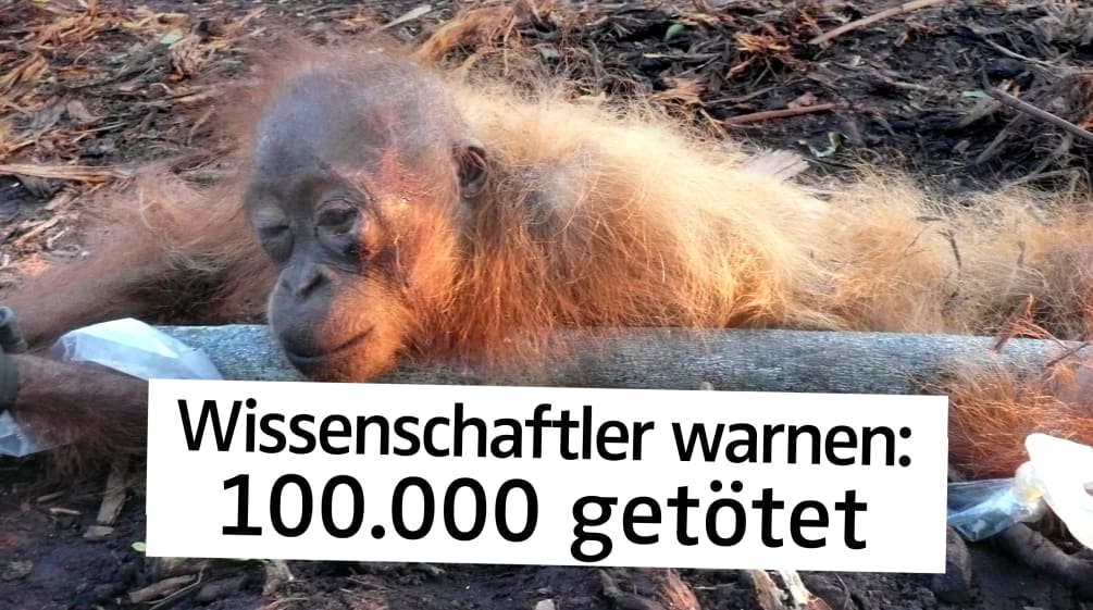 Plantagen sind der Tod der Orang-Utans Gefesselter und halbtoter Orang-Utan