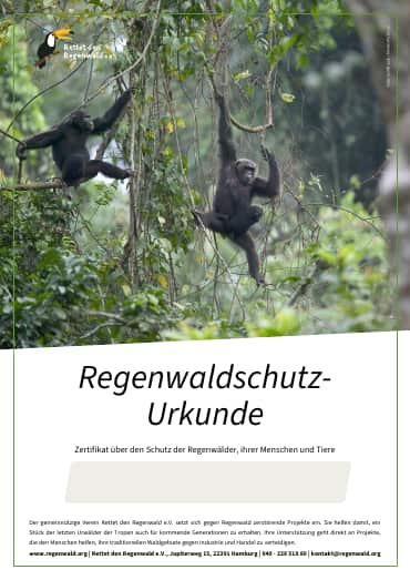 Drei Schimpansen, davon ein Baby auf dem Arm der Mutter, hängen in Lianen im Regenwald