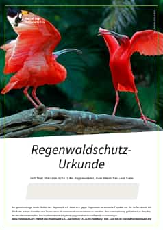 Zwei Scharlachsichler auf einem Ast