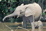 Der Tropenholzeinschlag bedroht das Überleben der Afrikanischen Waldelefanten