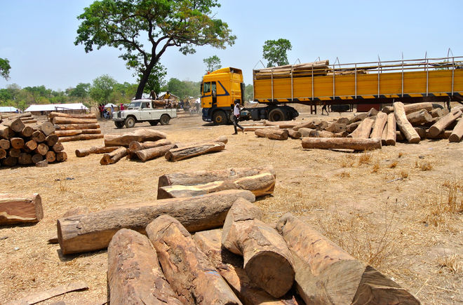 Holzlager Palisander in Nigeria