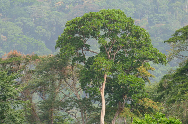 Regenwald am Afi Mountain