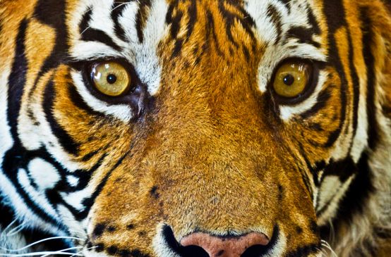 Tiger Kopf