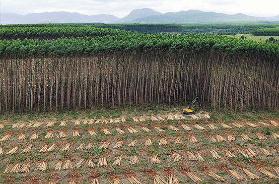 Luftbild einer Eukalyptus-Plantage in Brasilien