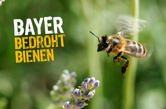 Eine Biene fliegt zu einer Blüte. Darüber der Schriftzug "Bayer bedroht Bienen"
