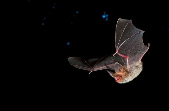 Bechsteinfledermaus