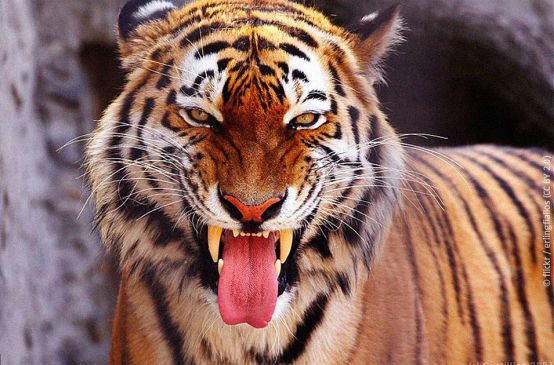 Ein bengalischer Tiger schaut mit offenem Maul in die Kamera