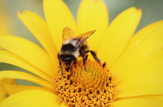 Eine Biene sitzt auf einer Blüte.