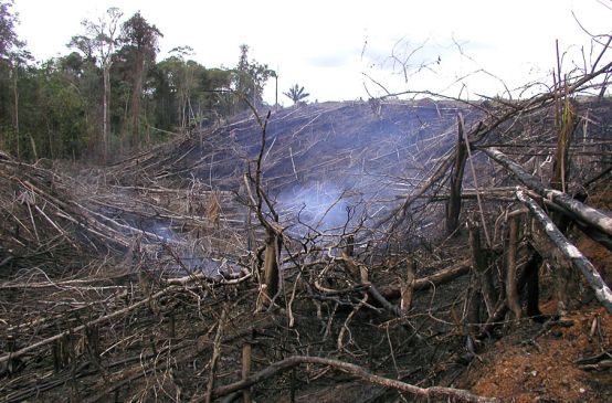 Rauchender, abgeholzter Wald