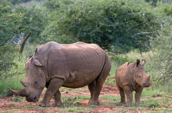 Ein erwachsenes und ein junges Nashorn stehen in der Savanne