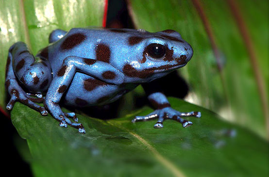 Der blaue Goldbaumsteiger Frosch sitzt auf Blatt