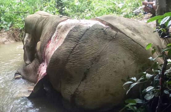 Gewilderter und gehäuteter Elefant in Myanmar