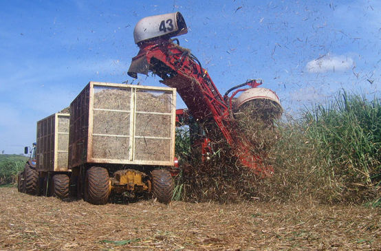 Eine Erntemaschine schneidet Zuckerrohr für Ethanol in Brasilien