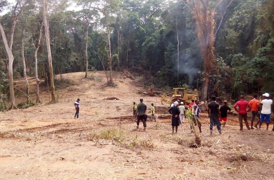 Ein Bulldozer schlägt eine Schneise in den Regenwald des Cross River State, Nigeria