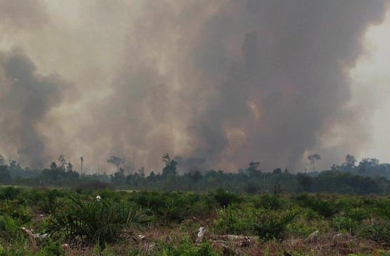 Wände aus Rauch: Aus dem regenwald steigt dichter Qualm auf und verdunkelt den Himmel. Im Vordergrund wurden bereits jungen Ölpalmen gepflanzt