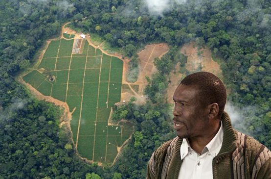 Rodung zur Aufzucht von Ölpalmsetzlingen im Regenwald