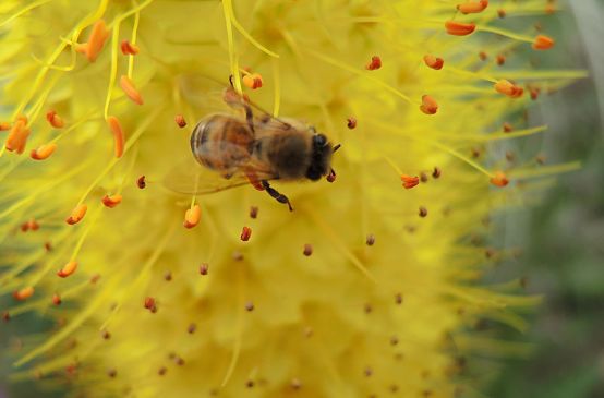 Biene auf gelber Blüte