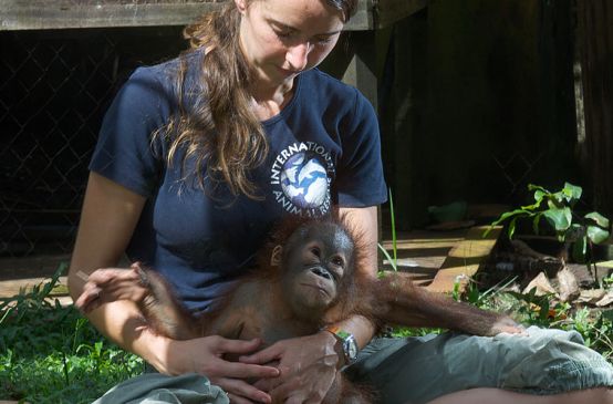 Tierärztin Karmele Llano im hält einen kleinen geretteten Orang-Utan auf dem Schoß