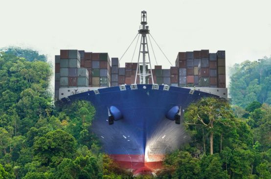 Ein Containerfrachter walzt den Regenwald platt