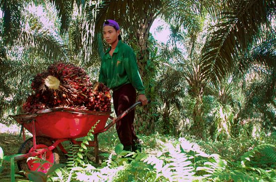 Ein Teenager schiebt eine Schubkarre voll Palmölfrüchte auf einer Plantage