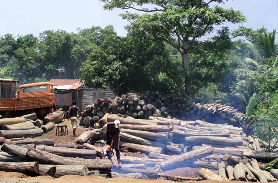 Illegale Holzfäller bei der Arbeit auf Madagaskar
