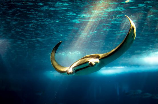 Mantarochen