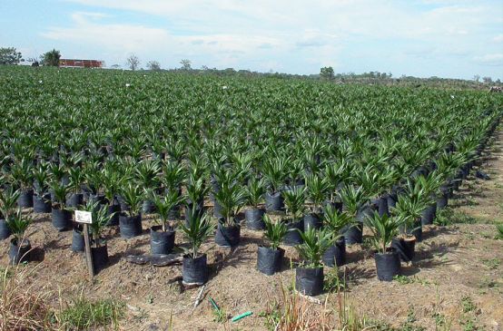 Palmöl-Plantage von Cargill betrieben