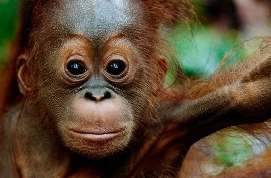 Ein junger Orang-Utan sitzt auf einem Ast in einem Blätterdickicht
