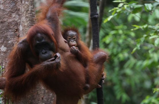 Orang-Utan in Tanjung Puting, Indonesien